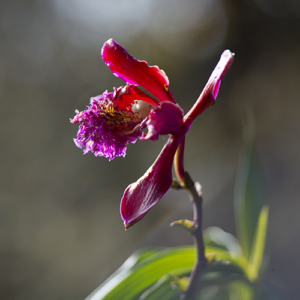 Untersetzer " La Flor"