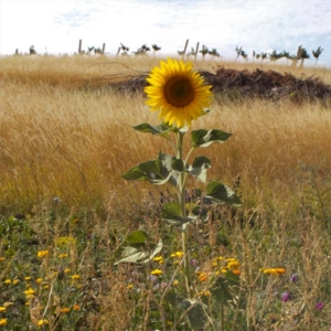 Untersetzer "Sonnenblume"