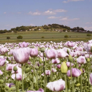 Untersetzer "Mohnblüte Galgenberg"